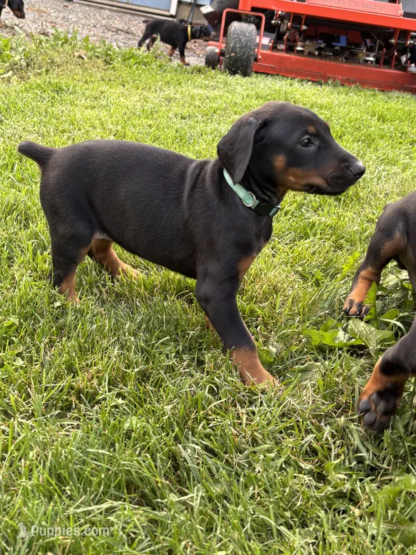 Aqua – Doberman Pinscher puppy for sale in Weston, WI