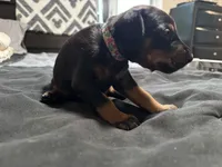 Flower, a female Doberman Pinscher for sale in Weston, WI – 3 of 4