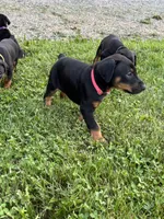 Rose , a female Doberman Pinscher for sale in Weston, WI – 4 of 8