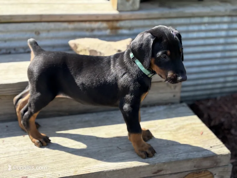 Aqua – Doberman Pinscher puppy for sale in Weston, WI