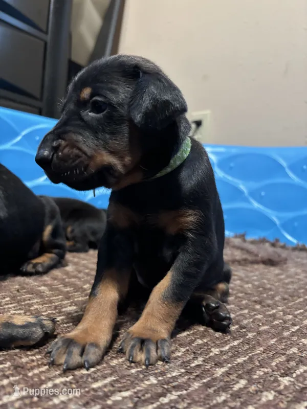 Emerald – Doberman Pinscher puppy for sale in Weston, WI
