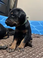Emerald, a female Doberman Pinscher for sale in Weston, WI – 1 of 5