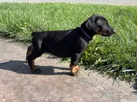 Twilight, a female Doberman Pinscher for sale in Weston, WI – 2 of 8