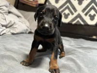 Aqua, a female Doberman Pinscher for sale in Weston, WI – 4 of 6