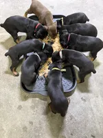 Xavier , a male Doberman Pinscher for sale in Weston, WI – 4 of 7