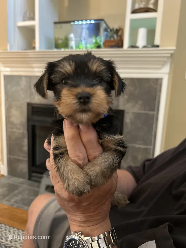 Luke – Yorkshire Terrier puppy for sale in Yadkinville, NC