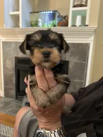 Luke, a male Yorkshire Terrier for sale in Yadkinville, NC – 3 of 9
