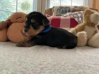 Luke, a male Yorkshire Terrier for sale in Yadkinville, NC – 1 of 3