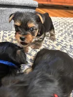 John, a male Yorkshire Terrier for sale in Yadkinville, NC – 3 of 8