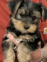 Mark, a male Yorkshire Terrier for sale in Yadkinville, NC – 2 of 10