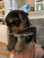 Ruthie, a female Yorkshire Terrier for sale in Yadkinville, NC – 3 of 9