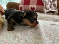 John, a male Yorkshire Terrier for sale in Yadkinville, NC – 4 of 4