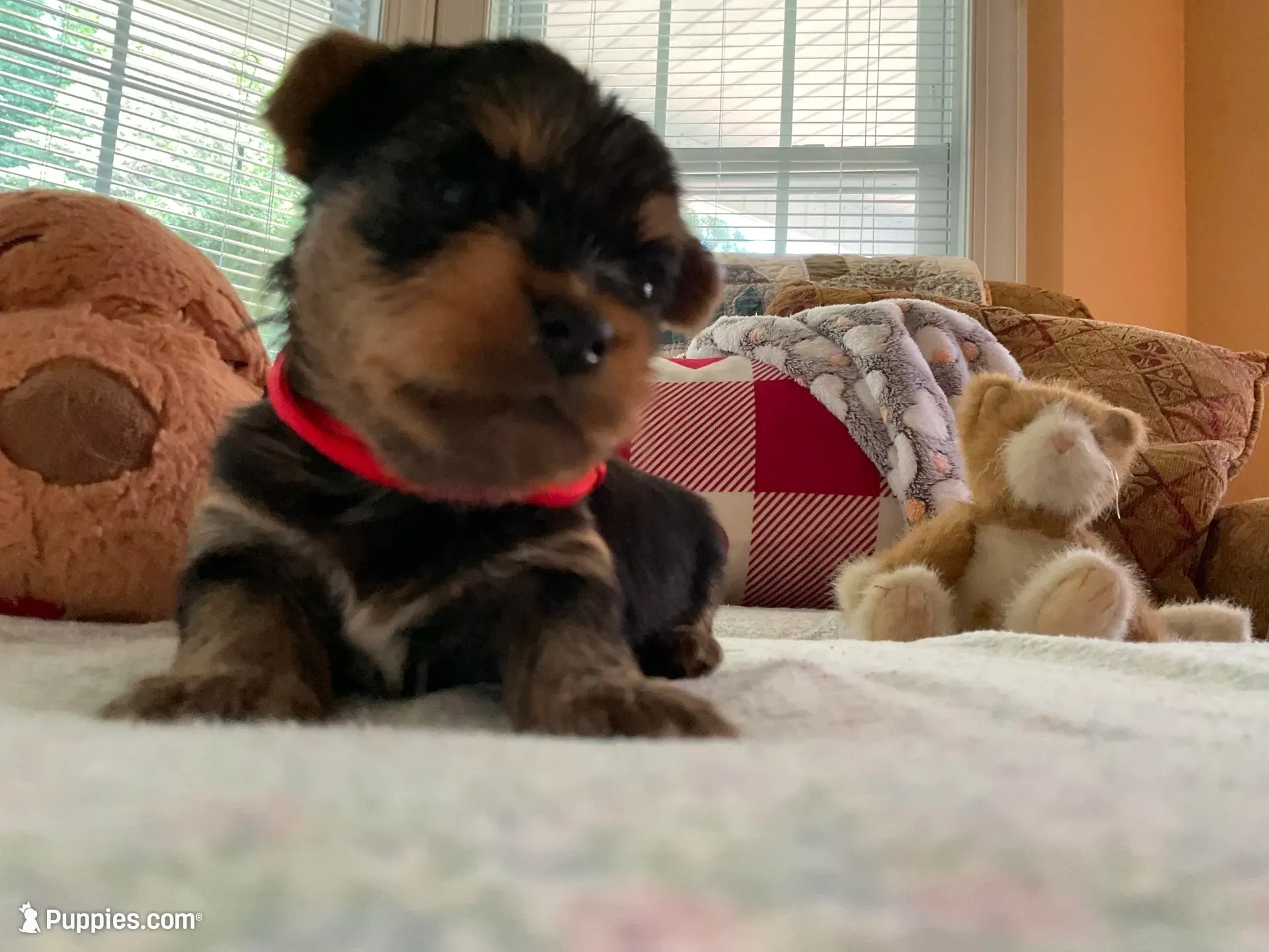 Mark, a male Yorkshire Terrier for sale in Yadkinville, NC – 7 of 10