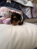Tilly, a female Yorkshire Terrier for sale in Yadkinville, NC – 5 of 5
