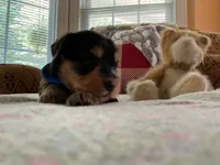 Mark, a male Yorkshire Terrier for sale in Yadkinville, NC – 2 of 3