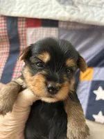 Tyler, a male Yorkshire Terrier for sale in Yadkinville, NC – 3 of 4