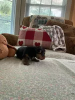 John, a male Yorkshire Terrier for sale in Yadkinville, NC – 3 of 4