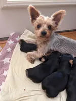 Tommy, a male Yorkshire Terrier for sale in Yadkinville, NC – 6 of 6