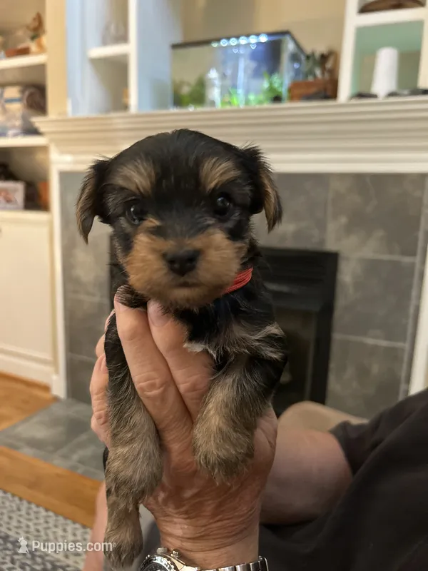 Mark – Yorkshire Terrier puppy for sale in Yadkinville, NC