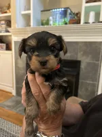 Mark, a male Yorkshire Terrier for sale in Yadkinville, NC – 3 of 10