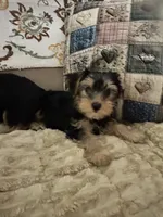 Tyler, a male Yorkshire Terrier for sale in Yadkinville, NC – 5 of 10