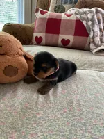 Ruthie, a female Yorkshire Terrier for sale in Yadkinville, NC – 2 of 5