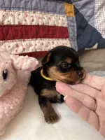 Tony, a male Yorkshire Terrier for sale in Yadkinville, NC – 5 of 5