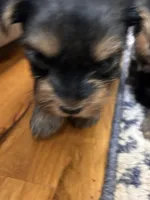 John, a male Yorkshire Terrier for sale in Yadkinville, NC – 4 of 8