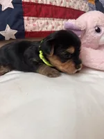 Tyler, a male Yorkshire Terrier for sale in Yadkinville, NC – 2 of 4