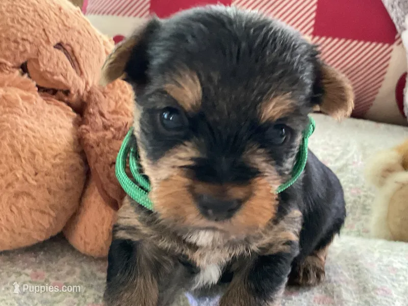 Matthew – Yorkshire Terrier puppy for sale in Yadkinville, NC