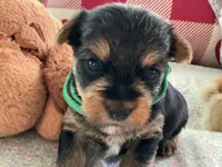 Matthew, a male Yorkshire Terrier for sale in Yadkinville, NC – 1 of 4