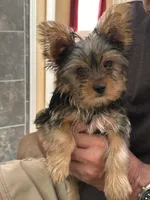 John, a male Yorkshire Terrier for sale in Yadkinville, NC – 2 of 10