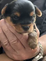Tony, a male Yorkshire Terrier for sale in Yadkinville, NC – 3 of 5