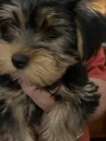 Luke, a male Yorkshire Terrier for sale in Yadkinville, NC – 2 of 9