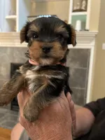 Ruthie, a female Yorkshire Terrier for sale in Yadkinville, NC – 1 of 9