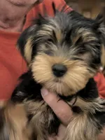 Mark, a male Yorkshire Terrier for sale in Yadkinville, NC – 1 of 10