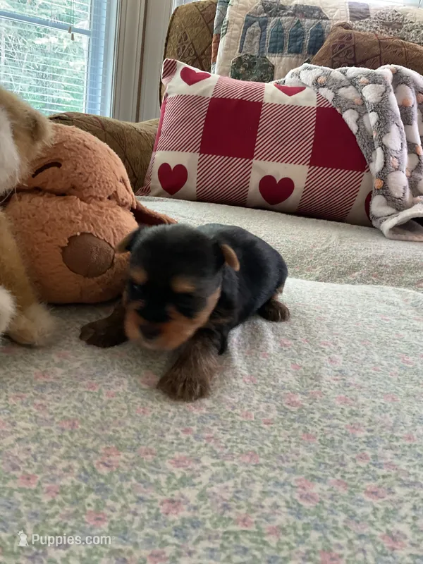 John – Yorkshire Terrier puppy for sale in Yadkinville, NC