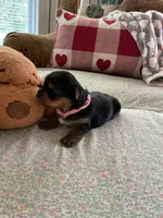 Ruthie, a female Yorkshire Terrier for sale in Yadkinville, NC – 5 of 5