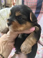Tommy, a male Yorkshire Terrier for sale in Yadkinville, NC – 5 of 6