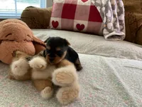 John, a male Yorkshire Terrier for sale in Yadkinville, NC – 2 of 4