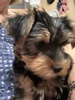 Matthew, a male Yorkshire Terrier for sale in Yadkinville, NC – 2 of 10