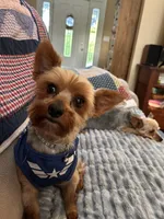 Matthew, a male Yorkshire Terrier for sale in Yadkinville, NC – 5 of 10