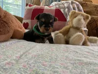 Matthew, a male Yorkshire Terrier for sale in Yadkinville, NC – 4 of 4