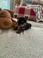 Ruthie, a female Yorkshire Terrier for sale in Yadkinville, NC – 3 of 5
