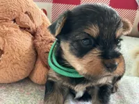 Matthew, a male Yorkshire Terrier for sale in Yadkinville, NC – 3 of 4