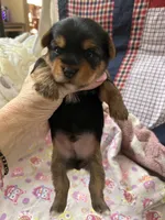 Tommy, a male Yorkshire Terrier for sale in Yadkinville, NC – 2 of 6