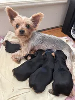 Tony, a male Yorkshire Terrier for sale in Yadkinville, NC – 2 of 5