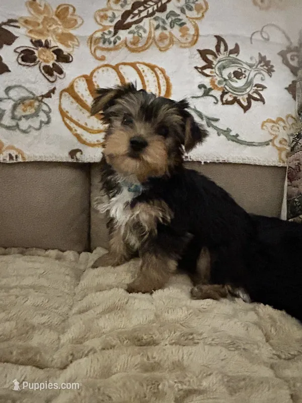 Tommy – Yorkshire Terrier puppy for sale in Yadkinville, NC