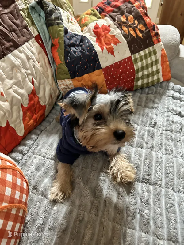 Tyler – Yorkshire Terrier puppy for sale in Yadkinville, NC