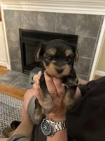 Mark, a male Yorkshire Terrier for sale in Yadkinville, NC – 4 of 10